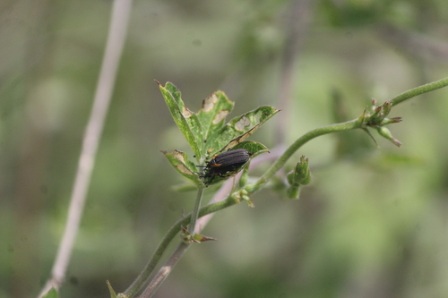 Xenochalepus metallescens