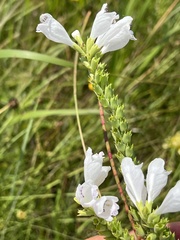 Physostegia angustifolia