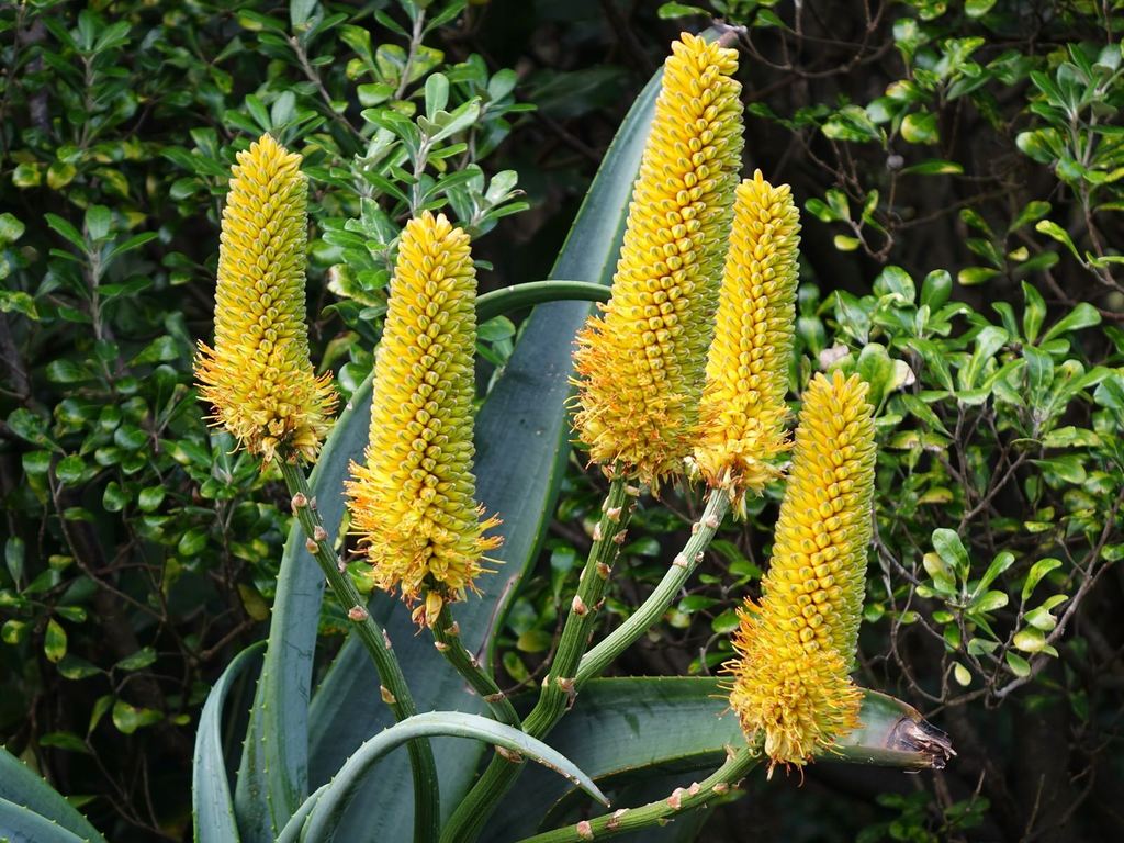 Aloe thraskii, Muriwai, New Zealand