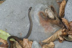 Thamnophis couchii