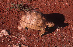 Psammobates oculifer