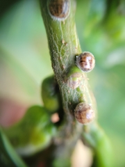 Nanokermes pubescens