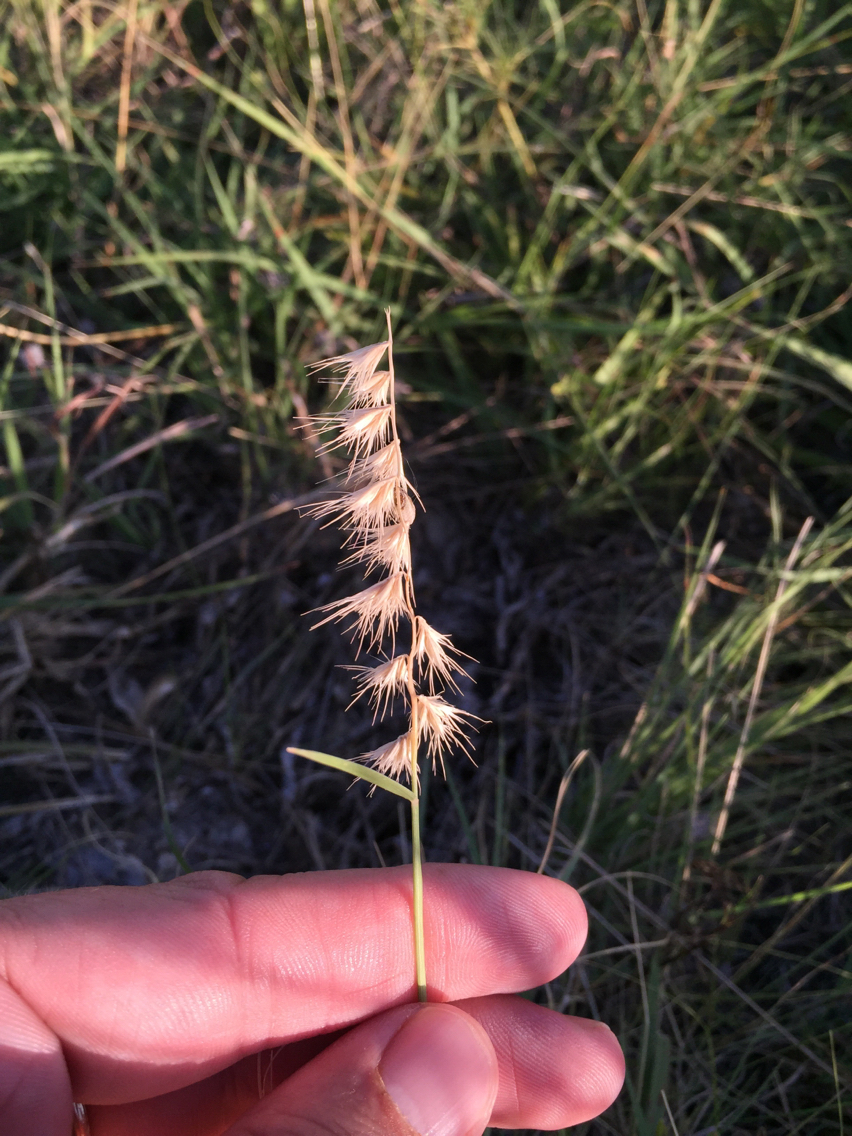 Bouteloua rigidiseta