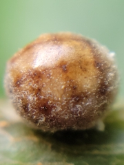Nanokermes pubescens