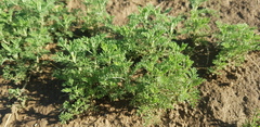 Artemisia adamsii