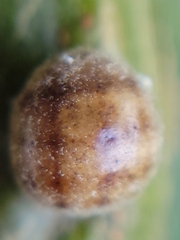 Nanokermes pubescens