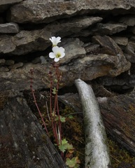 Saxifraga cernua