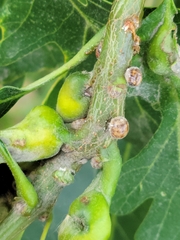 Nanokermes pubescens