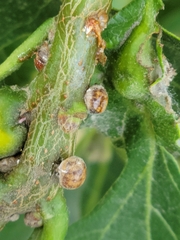 Nanokermes pubescens