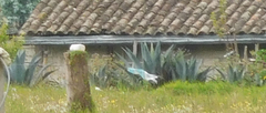 Agave cordillerensis