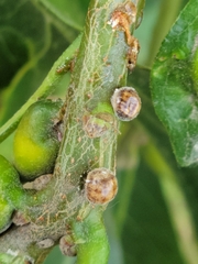 Nanokermes pubescens