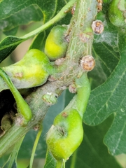 Nanokermes pubescens