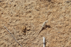 Phrynocephalus interscapularis