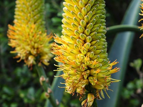 Aloe thraskii