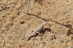 Phrynocephalus interscapularis