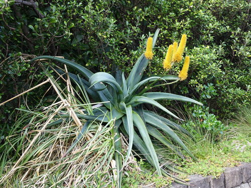 Aloe thraskii