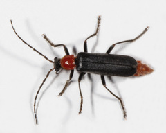 Cantharis aneba