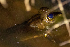 Lithobates grylio