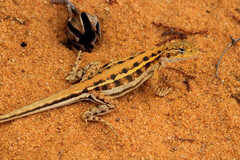 Ctenophorus maculatus