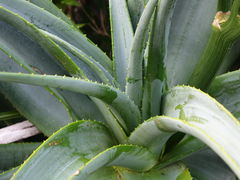 Aloe thraskii