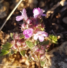 Thymus sibiricus