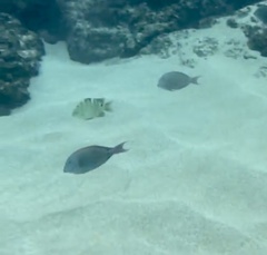 Acanthurus nigrofuscus