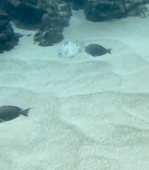 Acanthurus nigrofuscus