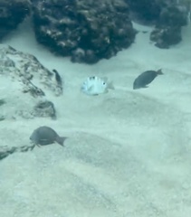 Acanthurus nigrofuscus