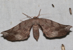 Parepisparis excusata