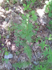 Anemone cylindrica