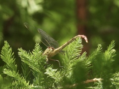 Arigomphus submedianus