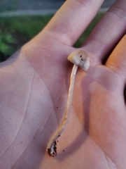 Panaeolus cinctulus