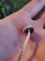 Panaeolus cinctulus