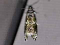 Olethreutes appendiceum