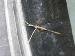 Ranatra quadridentata