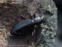 Aegialites debilis
