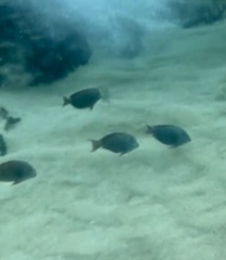 Acanthurus nigrofuscus