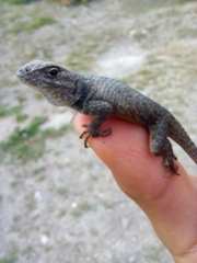 Sceloporus mucronatus