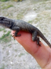 Sceloporus mucronatus