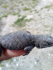 Sceloporus mucronatus