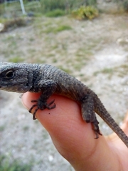 Sceloporus mucronatus