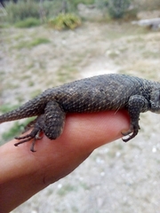 Sceloporus mucronatus