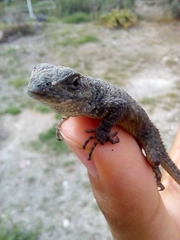 Sceloporus mucronatus