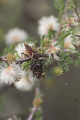 Apiomerus flaviventris