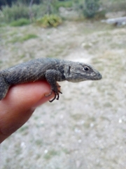 Sceloporus mucronatus