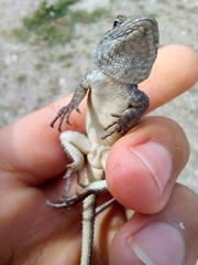 Sceloporus mucronatus