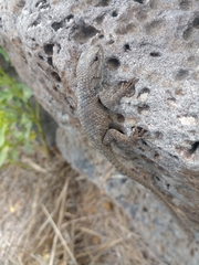 Sceloporus mucronatus