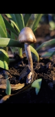 Agrocybe pediades