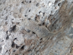 Sceloporus mucronatus