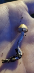 Agrocybe pediades